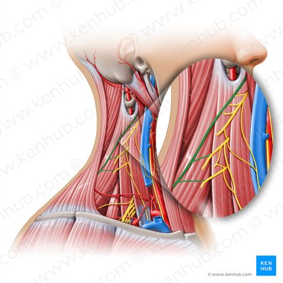 Accessory nerve (Nervus accessorius); Image: Paul Kim