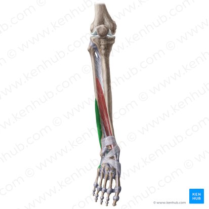 Músculo fibular curto (Musculus fibularis brevis); Imagem: Liene Znotina