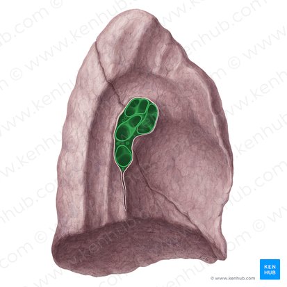 Hilum of left lung (Hilum pulmonis sinistri); Image: Yousun Koh