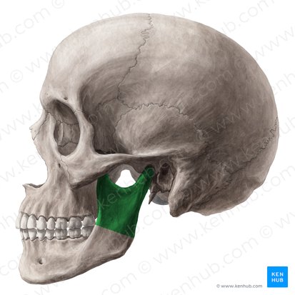 Ramus of mandible (Ramus mandibulae); Image: Yousun Koh