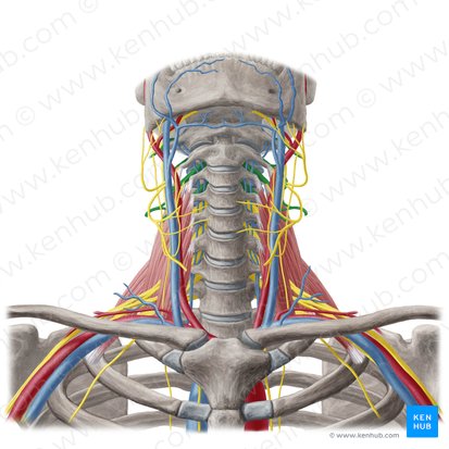 Cervical plexus (Plexus cervicalis); Image: Yousun Koh