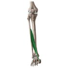 Extensor hallucis longus muscle