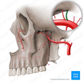 Middle meningeal artery (Arteria meningea media); Image: Paul Kim