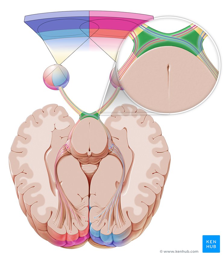 Optic chiasm - cranial view