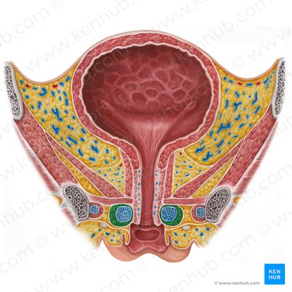 Bulbospongiosus muscle (female) (Musculus bulbospongiosus (femininus)); Image: Irina Münstermann