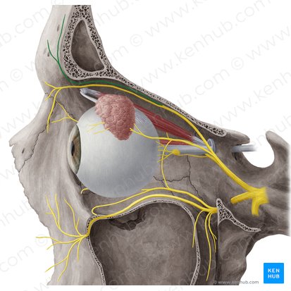 Supraorbital nerve (Nervus supraorbitalis); Image: Yousun Koh
