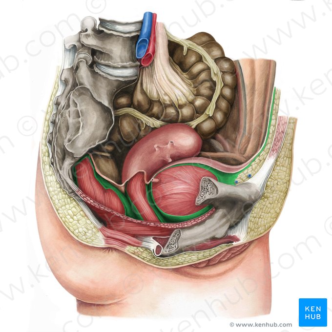 Fascia visceralis pelvis (Beckeneingeweidefaszie); Bild: Irina Münstermann