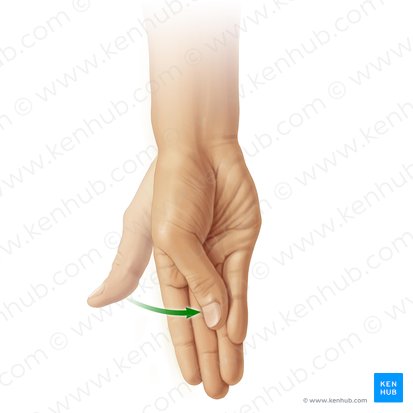 Opposition of thumb (Oppositio pollicis); Image: Paul Kim