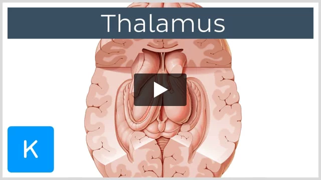 The Thalamus - Draw it to Know it - Neuroanatomy Tutorial 
