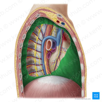 Pleura parietal (Pleura parietalis); Imagem: Yousun Koh