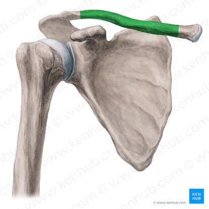 Body of clavicle (Corpus claviculae); Image: Yousun Koh