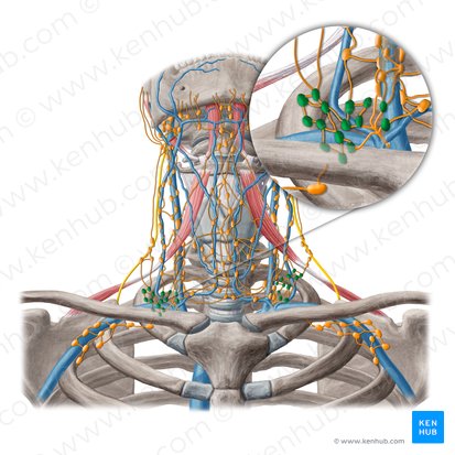 Ganglios linfáticos supraclaviculares (Nodi lymphoidei supraclaviculares); Imagen: Yousun Koh