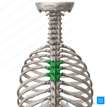 Vértebras T4-T6 (Vertebrae T4-T6); Imagen: Yousun Koh