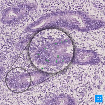 Mitosis of the epithelial cells; Image: 