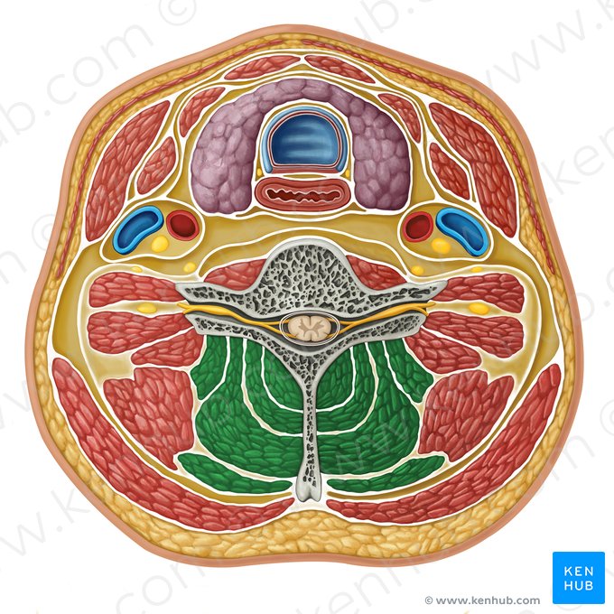 Musculi cervicales profundae (Tiefe Muskeln des Halses); Bild: Irina Münstermann