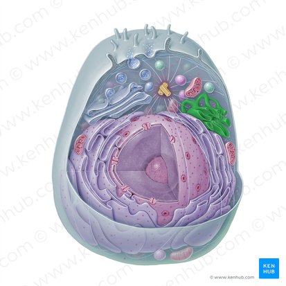 Retículo endoplasmático liso (Reticulum endoplasmicum non granulosum); Imagem: Paul Kim