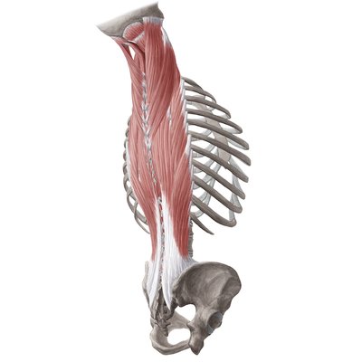 Espalda, columna vertebral y sus músculos