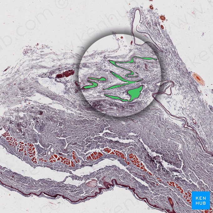 Lacrimal canaliculus (Canaliculus lacrimalis); Image: 