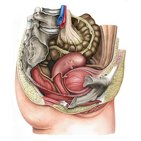 Beckenorgane und das Perineum der Frau