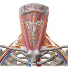 Carotid sheath