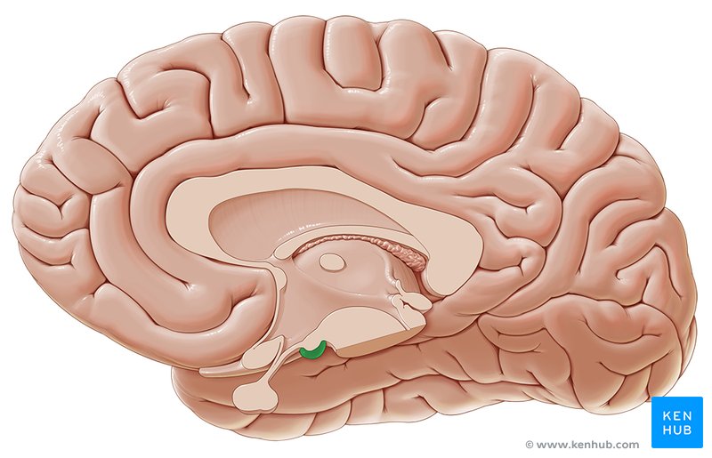 Mammillary body - medial view