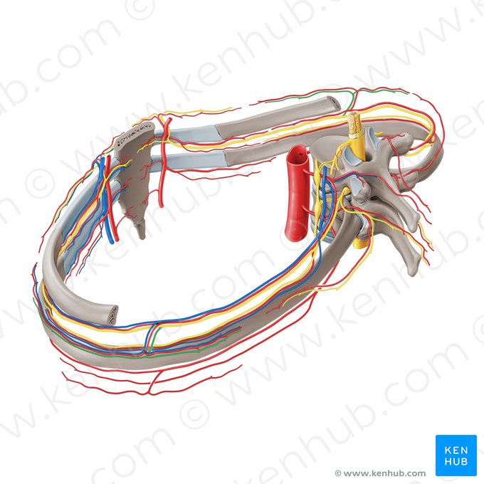 Lateral cutaneous branch of intercostal nerve (Ramus cutaneus lateralis nervi intercostalis); Image: Paul Kim