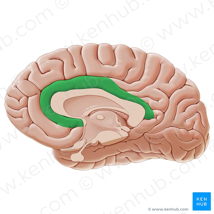 Gyrus cingulaire (Gyrus cinguli); Image : Paul Kim