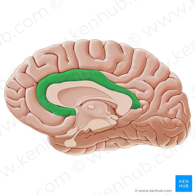 Cingulate gyrus (Gyrus cinguli); Image: Paul Kim