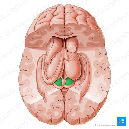 Colliculus superior (Oberer Hügel); Bild: Paul Kim
