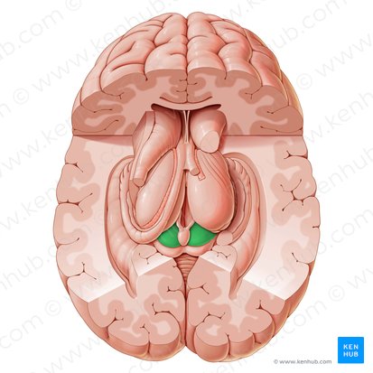 Superior colliculus (Colliculus superior); Image: Paul Kim