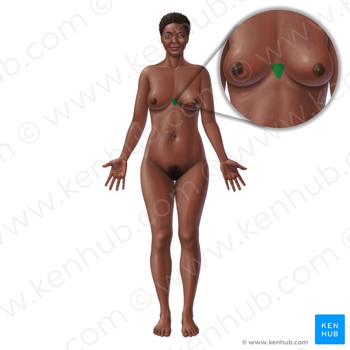 Processus xiphoïde du sternum (Processus xiphoideus sterni); Image : Paul Kim