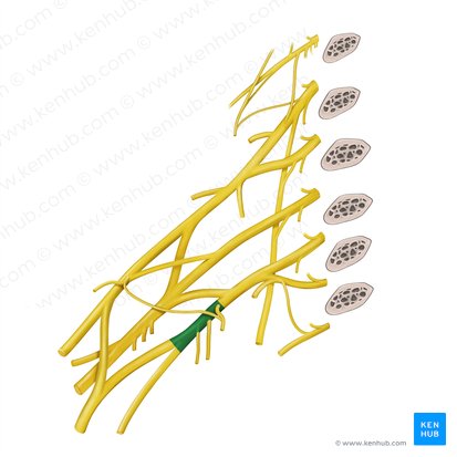 Fasciculus medialis plexus brachialis (Mittleres Bündel des Armgeflechts); Bild: Begoña Rodriguez