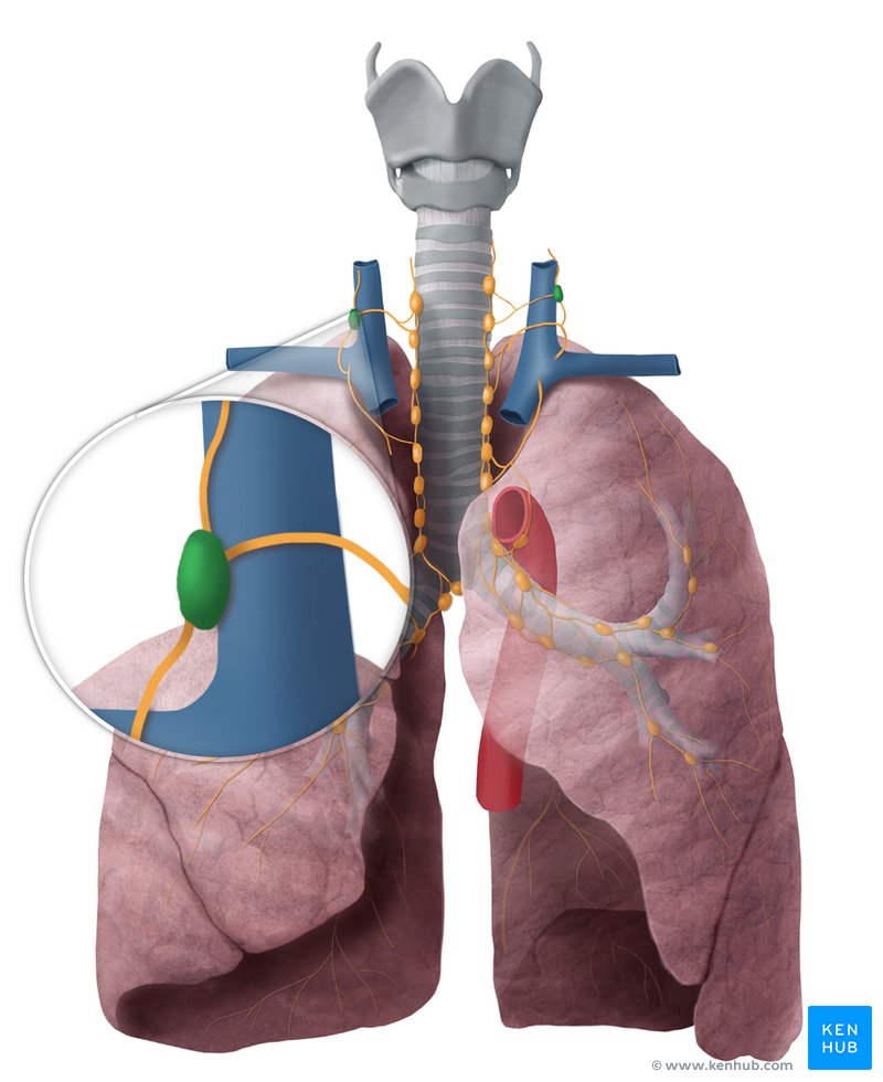 Deep cervical lymph nodes - ventral view