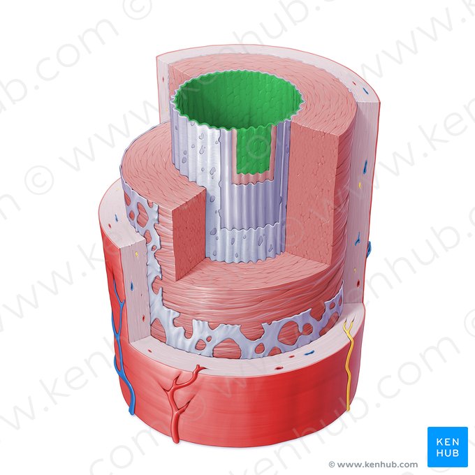 Endothelium of artery (Endothelium arteriae); Image: Paul Kim