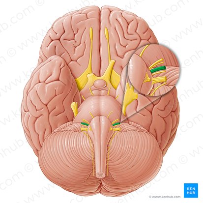 Vestibulocochlear nerve (Nervus vestibulocochlearis); Image: Paul Kim