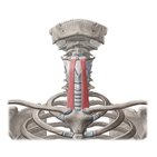Sternohyoid muscle
