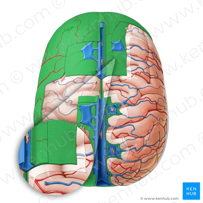 Dura-máter (Dura mater); Imagem: Paul Kim