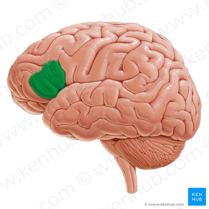 Triangular part of inferior frontal gyrus (Pars triangularis gyri frontalis inferioris); Image: Paul Kim