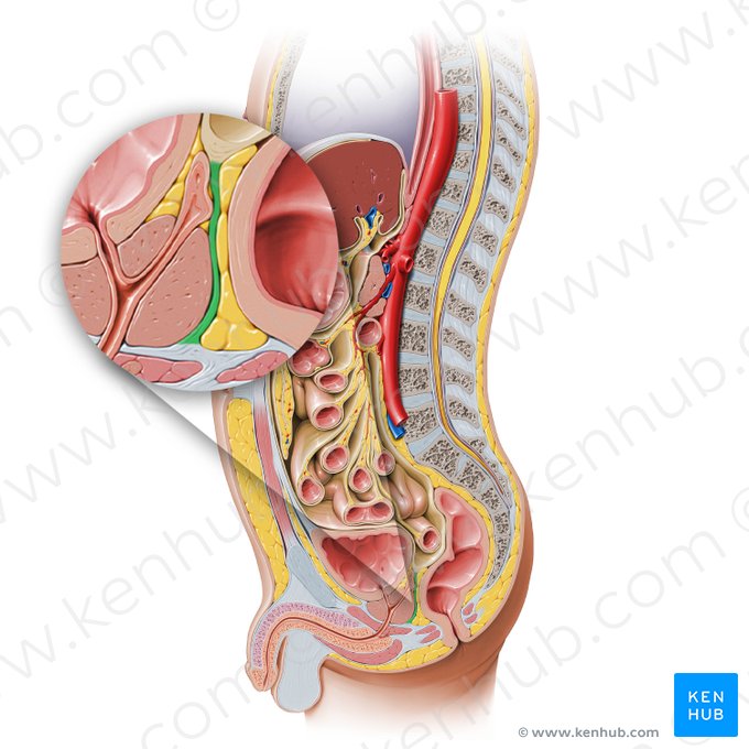 Rectovesical septum (Septum rectovesicale); Image: Paul Kim
