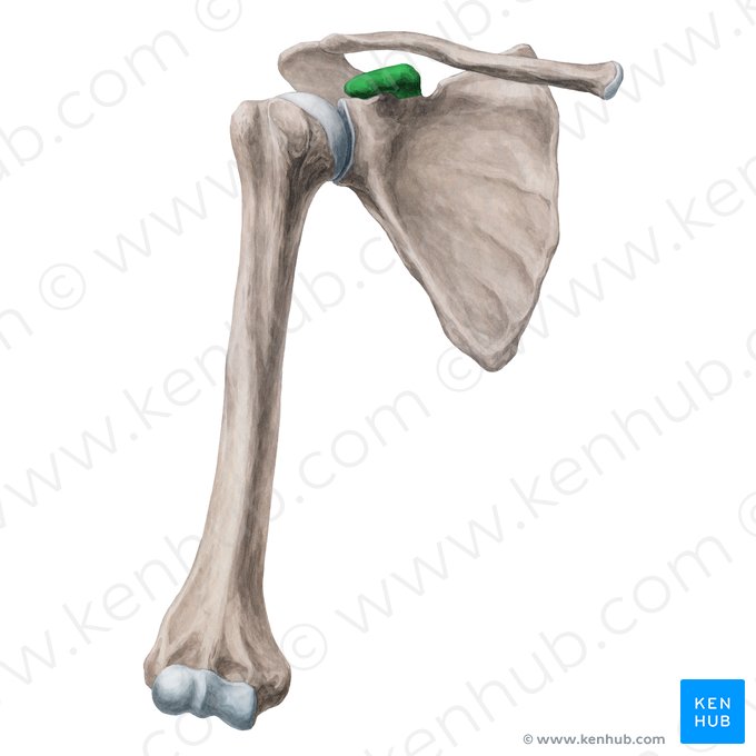 Proceso coracoides de la escápula (Processus coracoideus scapulae); Imagen: Yousun Koh