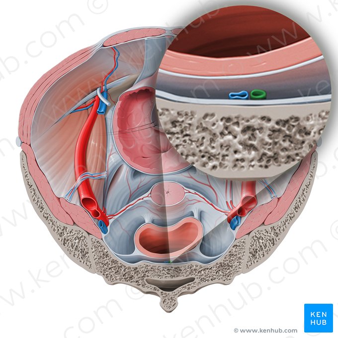 Arteria sacra media (Arteria sacralis mediana); Imagen: Paul Kim