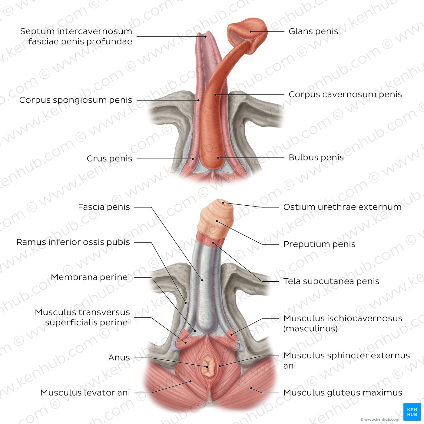 Aufbau des Penis aus inferiorer Ansicht
