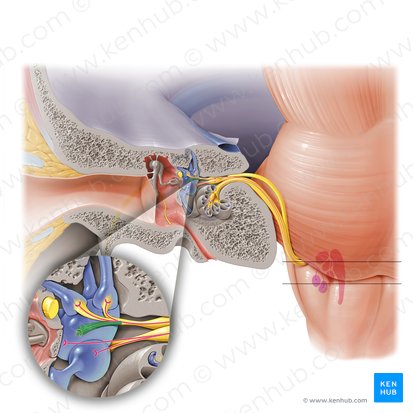 Utricular nerve (Nervus utricularis); Image: Paul Kim