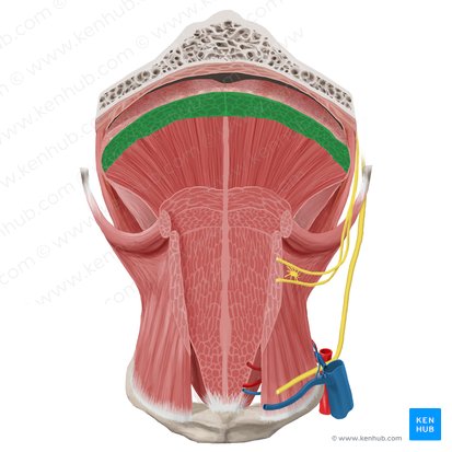Musculus longitudinalis superior linguae (Oberer Längsmuskel der Zunge); Bild: Begoña Rodriguez