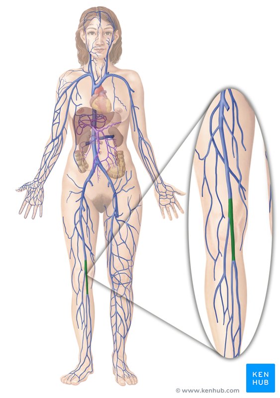 Popliteal vein