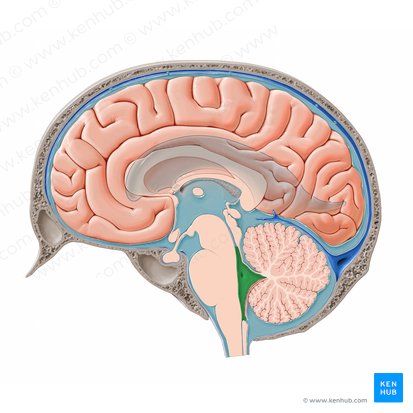 Cuarto ventrículo (Ventriculus quartus); Imagen: Paul Kim