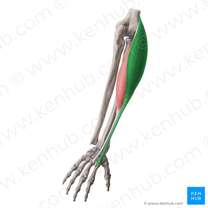 Musculus extensor carpi radialis longus (Langer speichenseitiger Handstrecker); Bild: Yousun Koh