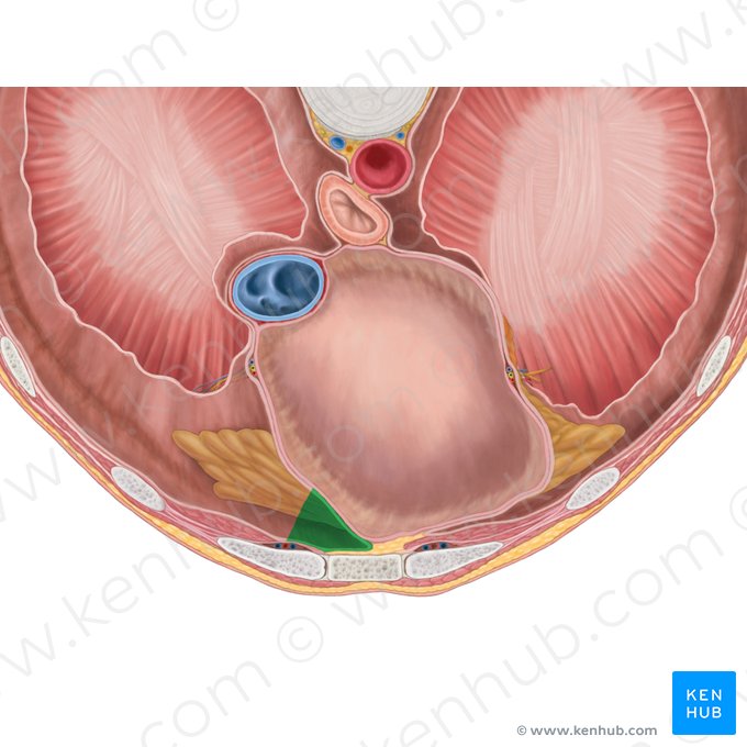 Recesso costomediastinal direito (Recessus costomediastinalis dexter); Imagem: Brendon Farley