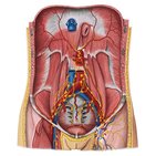 Estructuras linfáticas de la pared abdominal posterior