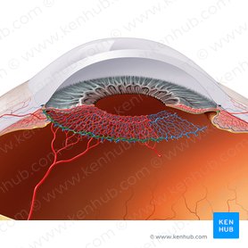 Círculo arterial mayor del iris (Circulus arteriosus major iridis); Imagen: Paul Kim